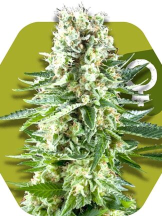 White Widow XL Feminizowane, Nasiona Marihuany, Konopi, Cannabis